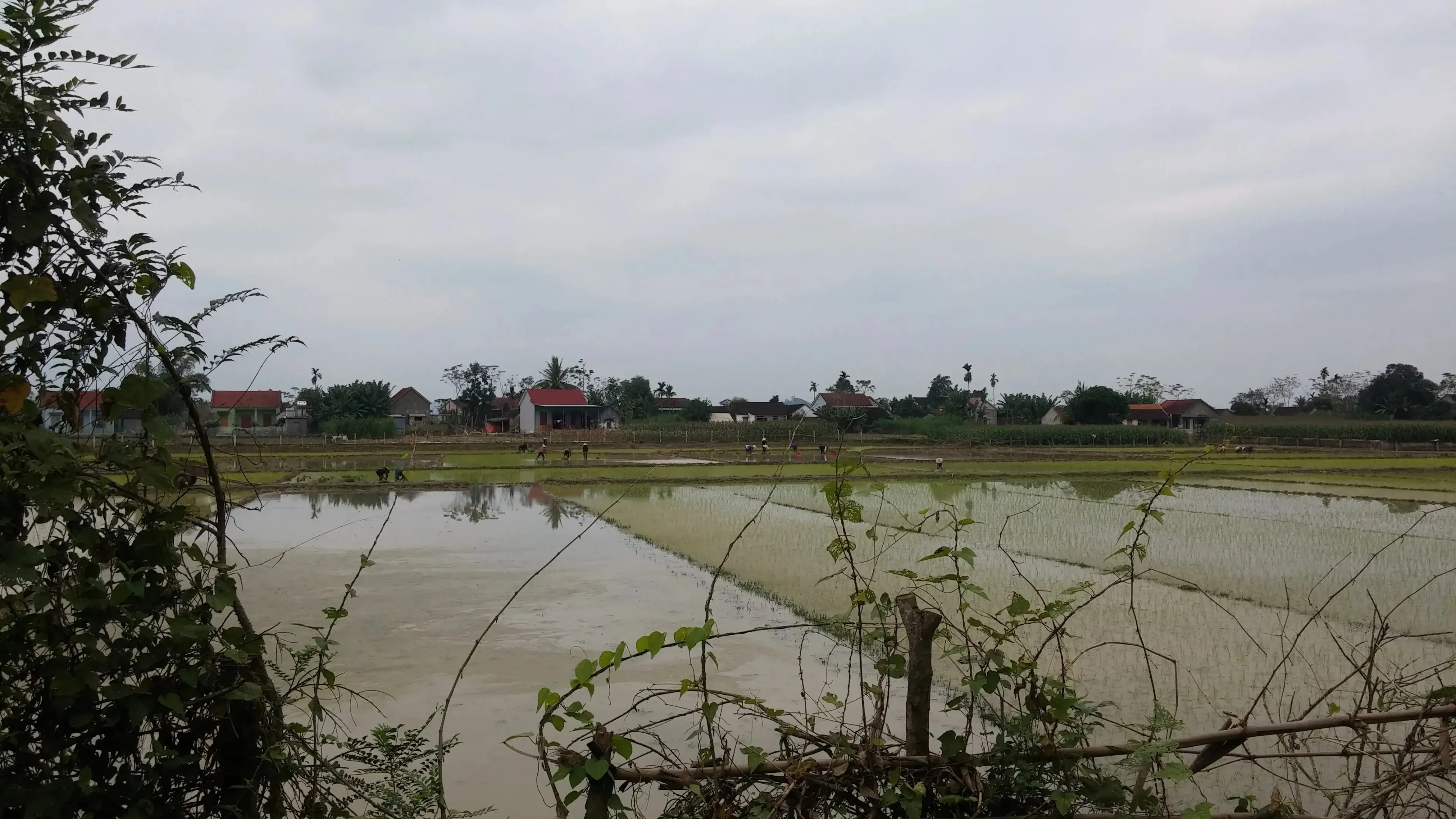 Cánh đồng sau nhà