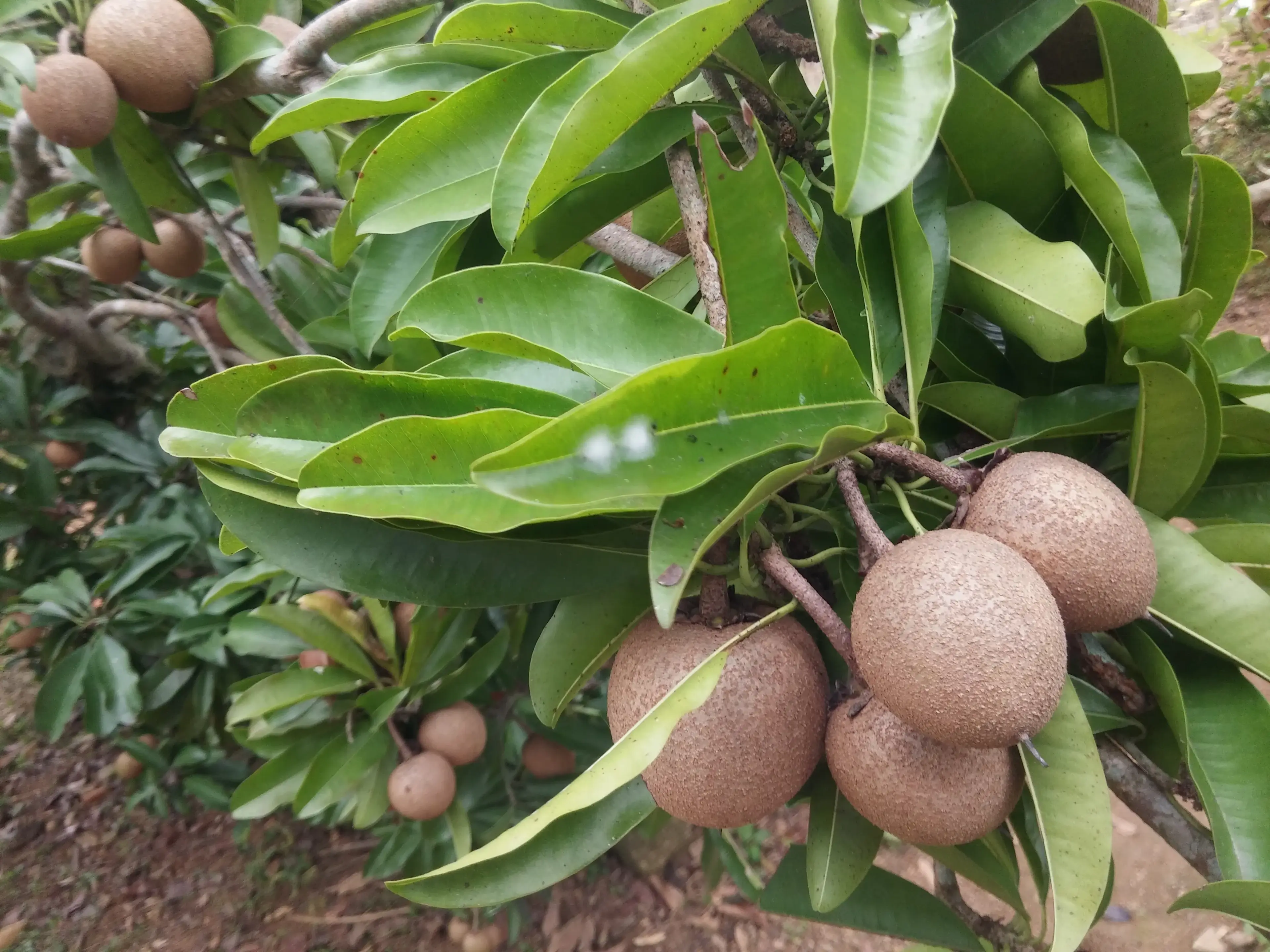 Vườn nhà buổi sáng