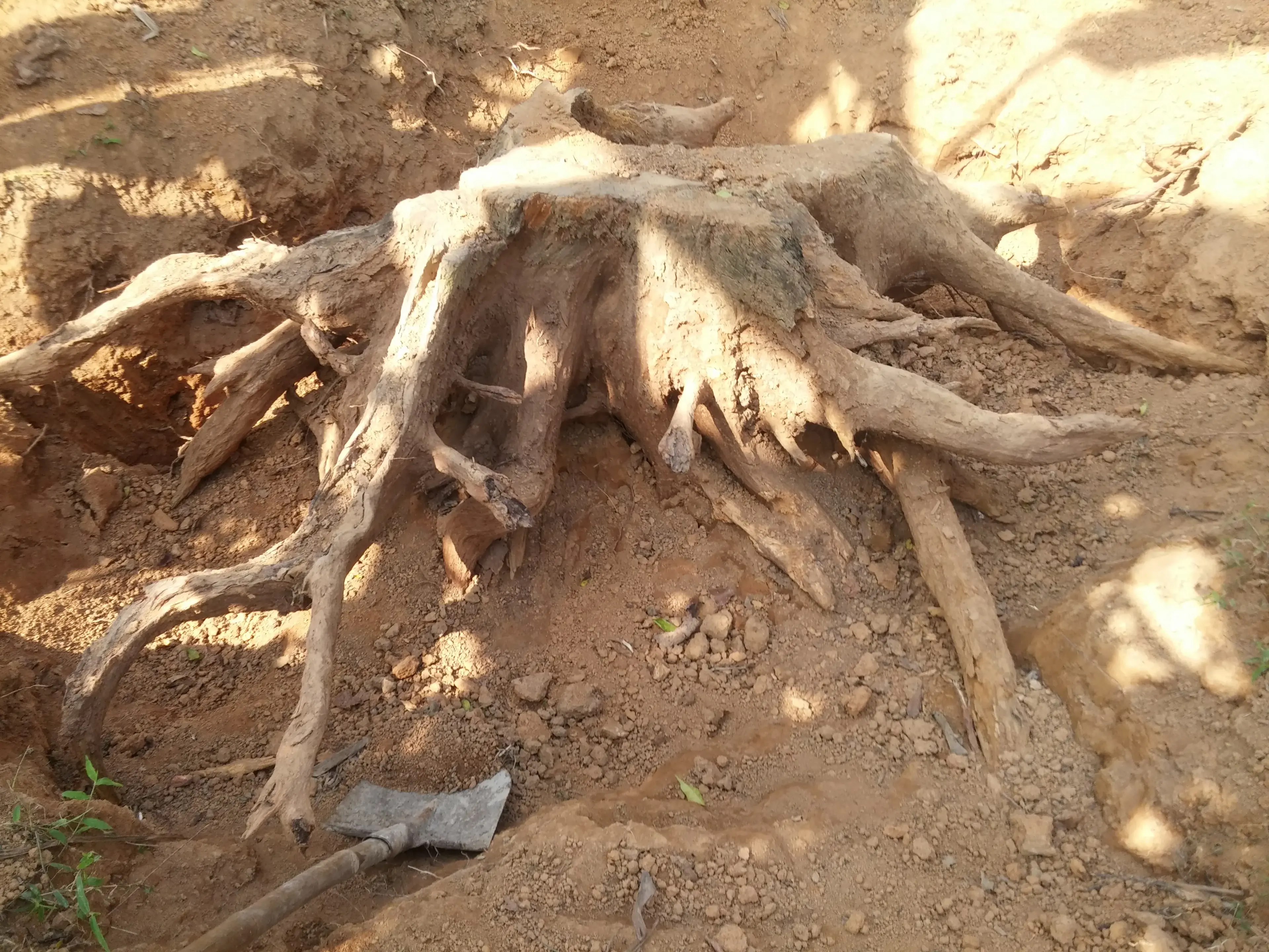 Vườn nhà giữa trưa