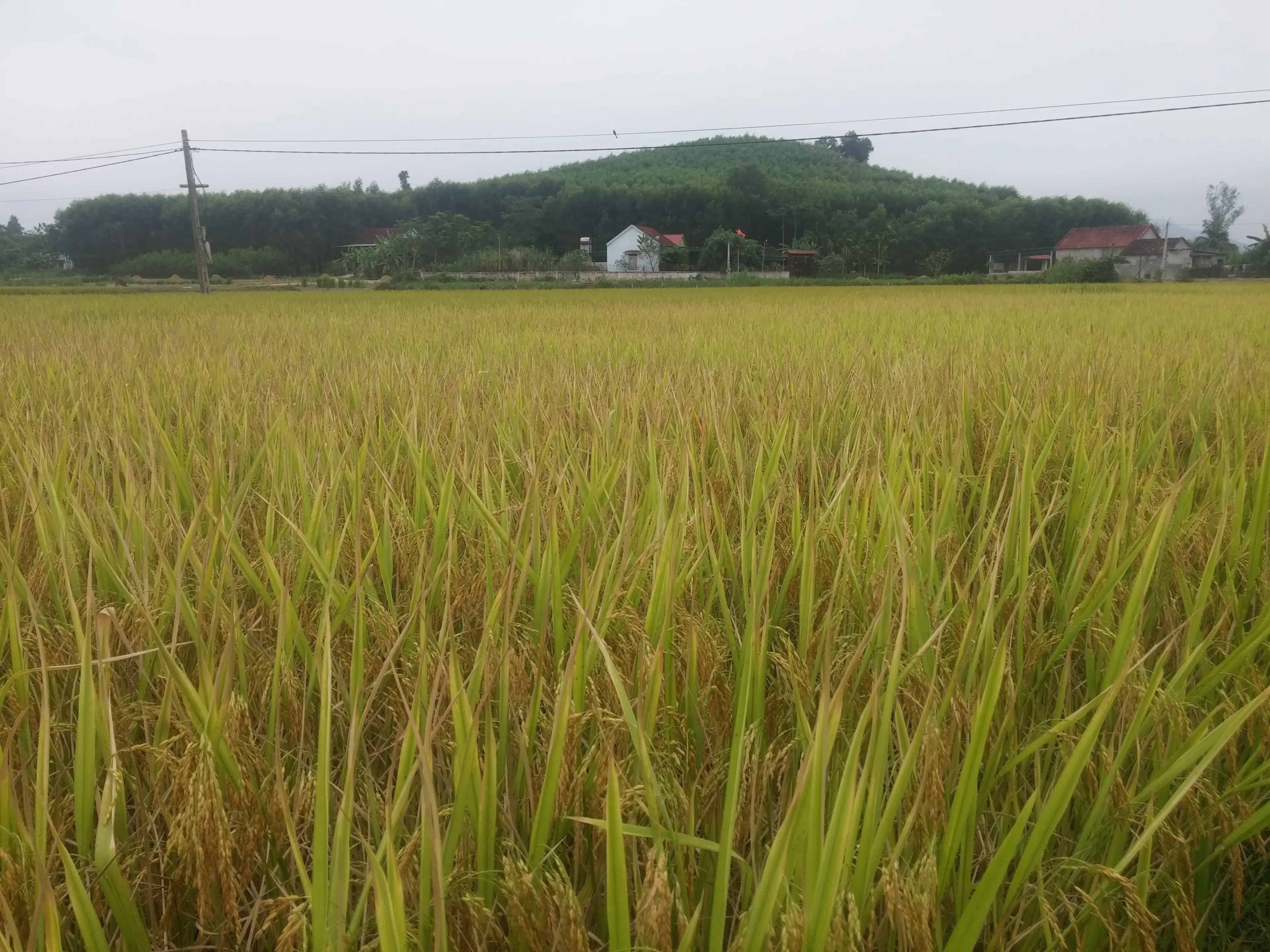 Vườn lúa trước nhà