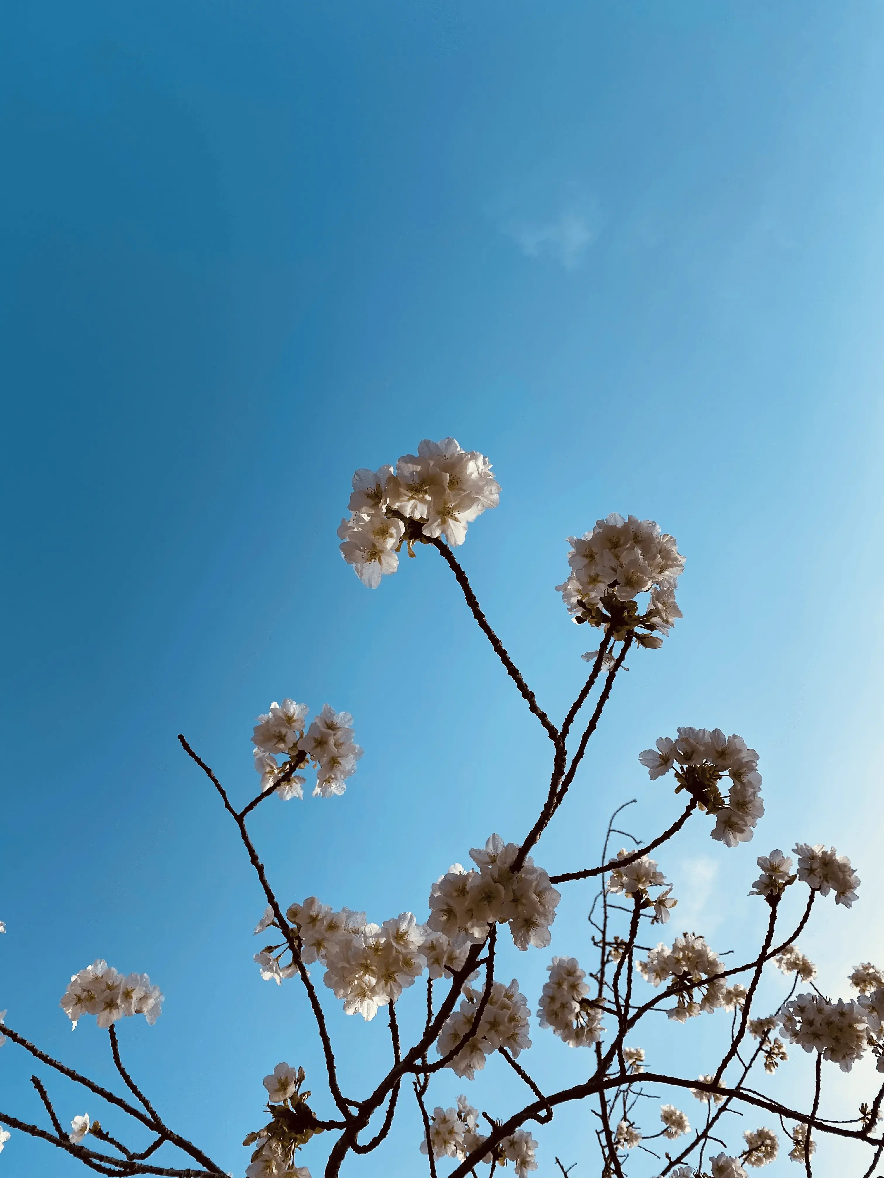 Hoa đào ở Ōmika