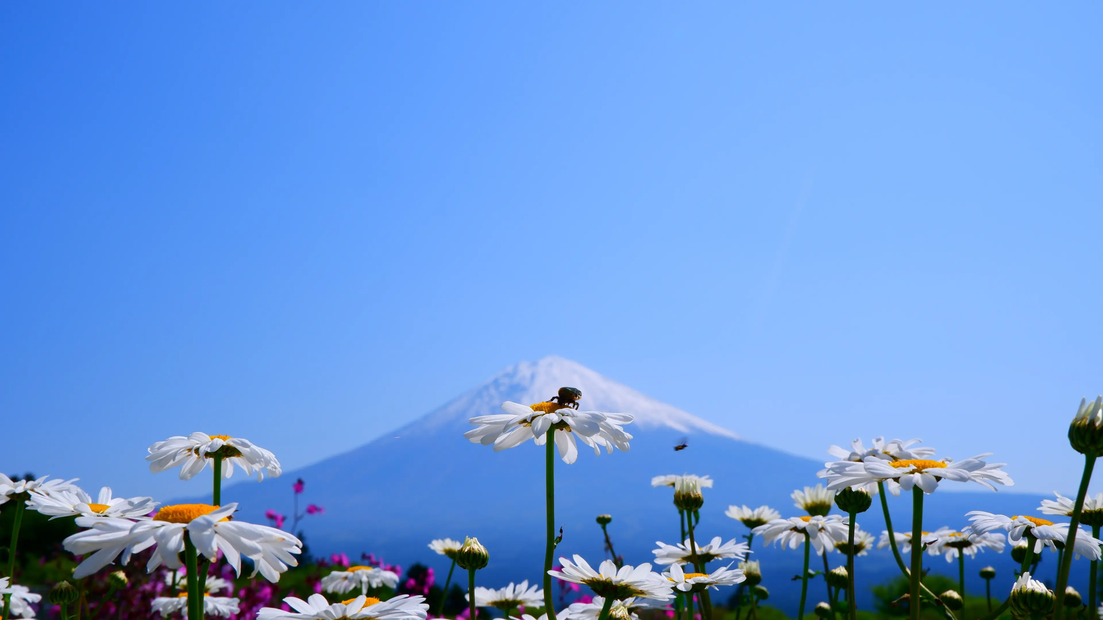 Núi Phú Sĩ nhìn từ xa